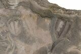 Ordovician Trilobite Mortality Plate (Pos/Neg) - Morocco #194177-3